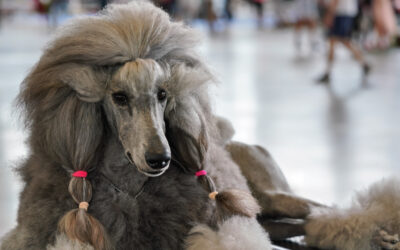 Can You Take Your Pets With You When Moving Abroad