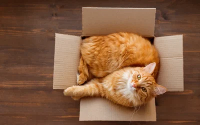 Pets’ NYC Move: Moving Interstate With Pets